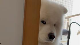 柯基吃瓜趣事,萌宠的欢乐日常