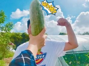 最新吃瓜网红捐款,最新网红助力公益行动大盘点