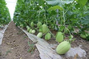 台综吃瓜,揭秘娱乐圈背后的秘密与八卦