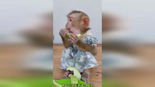 猴吃瓜搞笑图片,笑果连连，欢乐无限！
