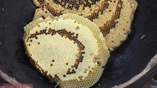 大虫子吃瓜,一场生态奇观的探秘之旅