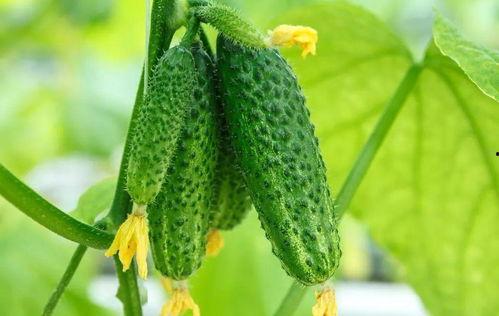 春天吃的瓜菜,品味时令美味